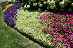 Frosty Knight Alyssum (Lobularia 'Frosty Knight') at Lakeshore Garden Centres