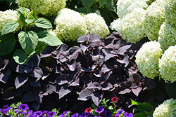 ColorBlaze Dark Star Coleus (Solenostemon scutellarioides 'Dark Star') at Lakeshore Garden Centres
