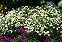 Pure White Butterfly Marguerite Daisy (Argyranthemum frutescens 'G14420') at Lakeshore Garden Centres