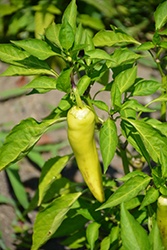Hungarian Hot Wax Pepper (Capsicum annuum 'Hungarian Hot Wax') at A Very Successful Garden Center
