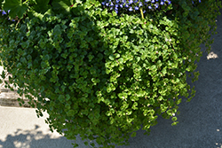 Snowstorm Blue Bubbles Bacopa (Sutera cordata 'Snowstorm Blue Bubbles') at Lakeshore Garden Centres
