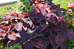 Religious Radish Coleus (Solenostemon scutellarioides 'Religious Radish') at Lakeshore Garden Centres