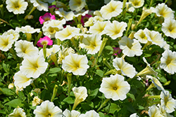Supertunia Limoncello Petunia (Petunia 'Pactoyel') at Lakeshore Garden Centres