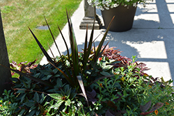 Cordylena Bloodstone Madagascar Dragon Tree (Cordyline 'Cordylena Bloodstone') at Lakeshore Garden Centres