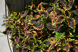 Sky Fire Coleus (Solenostemon scutellarioides 'Sky Fire') at Lakeshore Garden Centres