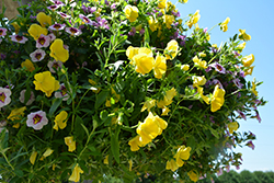 Anytime Sunlight Pansiola (Viola x wittrockiana 'Anytime Sunlight') at Lakeshore Garden Centres