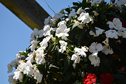 Infinity White New Guinea Impatiens (Impatiens hawkeri 'Visinfwhiimp') at Lakeshore Garden Centres