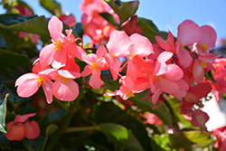 Dragon Wing Pink Begonia (Begonia 'Dragon Wing Pink') at A Very Successful Garden Center