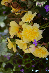 Illumination Lemon Begonia (Begonia 'Illumination Lemon') at Lakeshore Garden Centres