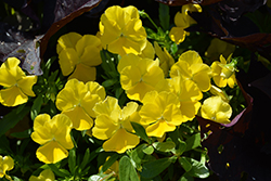 Anytime Sunlight Pansiola (Viola x wittrockiana 'Anytime Sunlight') at Lakeshore Garden Centres