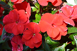 SunPatiens Compact Fire Red New Guinea Impatiens (Impatiens 'SAMKIMP039') at Lakeshore Garden Centres