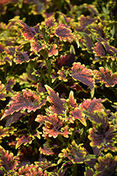 Sky Fire Coleus (Solenostemon scutellarioides 'Sky Fire') at Lakeshore Garden Centres