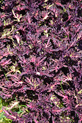 Merlin's Magic Coleus (Solenostemon scutellarioides 'Merlin's Magic') at Lakeshore Garden Centres