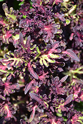 Merlin's Magic Coleus (Solenostemon scutellarioides 'Merlin's Magic') at Lakeshore Garden Centres