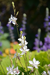 Stratosphere White Gaura (Gaura lindheimeri 'Gautalwi') at Lakeshore Garden Centres