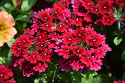 Superbena Royale Romance Verbena (Verbena 'RIKAV38602') at Lakeshore Garden Centres