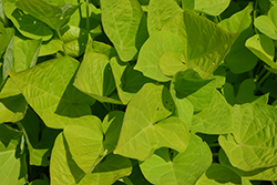 Sweet Caroline Sweetheart Lime Sweet Potato Vine (Ipomoea batatas 'NCORNSP-019SCSHLM') at Lakeshore Garden Centres
