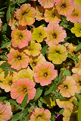 Supertunia Honey Petunia (Petunia 'Supertunia Honey') at Lakeshore Garden Centres