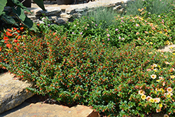 Vermillionaire Large Firecracker Plant (Cuphea 'Vermillionaire') at Lakeshore Garden Centres