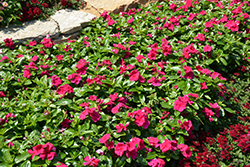 Cora Cascade Magenta Vinca (Catharanthus roseus 'Cora Cascade Magenta') at Lakeshore Garden Centres