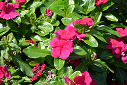 Cora Cascade Magenta Vinca (Catharanthus roseus 'Cora Cascade Magenta') at Lakeshore Garden Centres