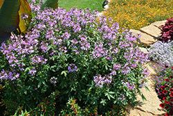 Senorita Rosalita Spiderflower (Cleome 'Inncleosr') at Lakeshore Garden Centres