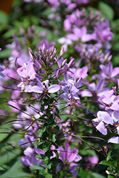 Senorita Rosalita Spiderflower (Cleome 'Inncleosr') at Lakeshore Garden Centres