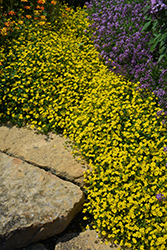 Gold Dust Mecardonia (Mecardonia 'Gold Dust') at Lakeshore Garden Centres