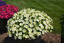 Supertunia Limoncello Petunia (Petunia 'Pactoyel') at Lakeshore Garden Centres