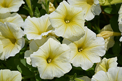 Supertunia Limoncello Petunia (Petunia 'Pactoyel') at Lakeshore Garden Centres