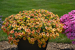 Supertunia Honey Petunia (Petunia 'Supertunia Honey') at Lakeshore Garden Centres