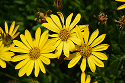 Bright Lights Yellow African Daisy (Osteospermum 'Bright Lights Yellow') at Lakeshore Garden Centres