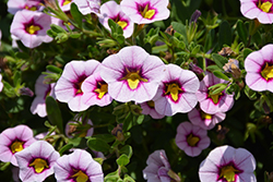 Superbells Morning Star Calibrachoa (Calibrachoa 'BBCAL27801') at Lakeshore Garden Centres