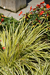 Grassy-Leaved Sweet Flag (Acorus gramineus 'Ogon') at Peter Knippel Garden Centre