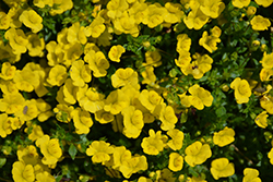 Gold Dust Mecardonia (Mecardonia 'Gold Dust') at Lakeshore Garden Centres
