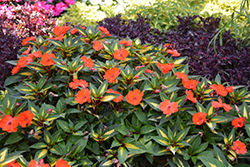 SunPatiens Spreading Tropical Orange New Guinea Impatiens (Impatiens 'SunPatiens Spreading Tropical Orange') at Lakeshore Garden Centres