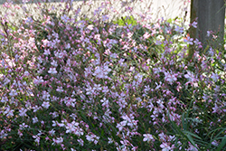Stratosphere Pink Picotee Gaura (Gaura lindheimeri 'Gaudpin') at Lakeshore Garden Centres