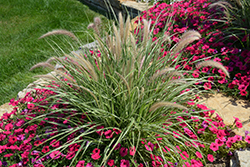 Sky Rocket Fountain Grass (Pennisetum setaceum 'Sky Rocket') at Lakeshore Garden Centres