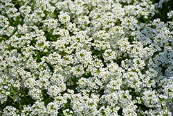 Frosty Knight Alyssum (Lobularia 'Frosty Knight') at Lakeshore Garden Centres