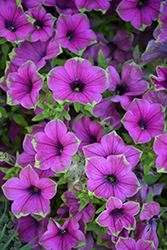 Supertunia Picasso In Purple Petunia (Petunia 'Supertunia Picasso In Purple') at Lakeshore Garden Centres