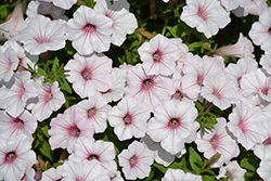 Supertunia Vista Silverberry Petunia (Petunia 'Supertunia Vista Silverberry') at Lakeshore Garden Centres