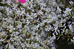 Diamond Delight Euphorbia (Euphorbia 'INEUPDIDIAZ') at Lakeshore Garden Centres