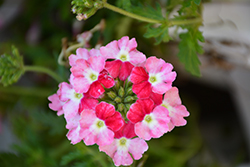 Superbena Sparkling Ruby Verbena (Verbena 'VEAZ0021') at Lakeshore Garden Centres