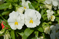 Anytime Dove Pansiola (Viola x wittrockiana 'Anytime Dove') at Lakeshore Garden Centres