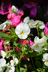 Anytime Dove Pansiola (Viola x wittrockiana 'Anytime Dove') at Lakeshore Garden Centres