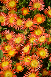 Button Up Fire Ice Plant (Delosperma 'WWODAY2') at Lakeshore Garden Centres