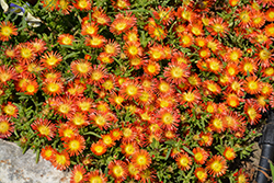 Button Up Fire Ice Plant (Delosperma 'WWODAY2') at Lakeshore Garden Centres