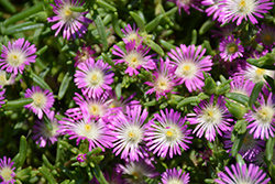 Button Up Violet Ice Plant (Delosperma 'WOWDRW5') at Lakeshore Garden Centres