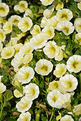 Superbells Yellow Chiffon Calibrachoa (Calibrachoa 'USCALI402-1') at Lakeshore Garden Centres