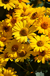 Tuscan Sun False Sunflower (Heliopsis helianthoides 'Tuscan Sun') at Golden Acre Home & Garden